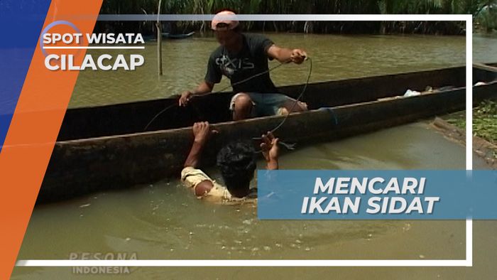 Bermodalkan Jaring Berburu Ikan Sidat, Cilacap