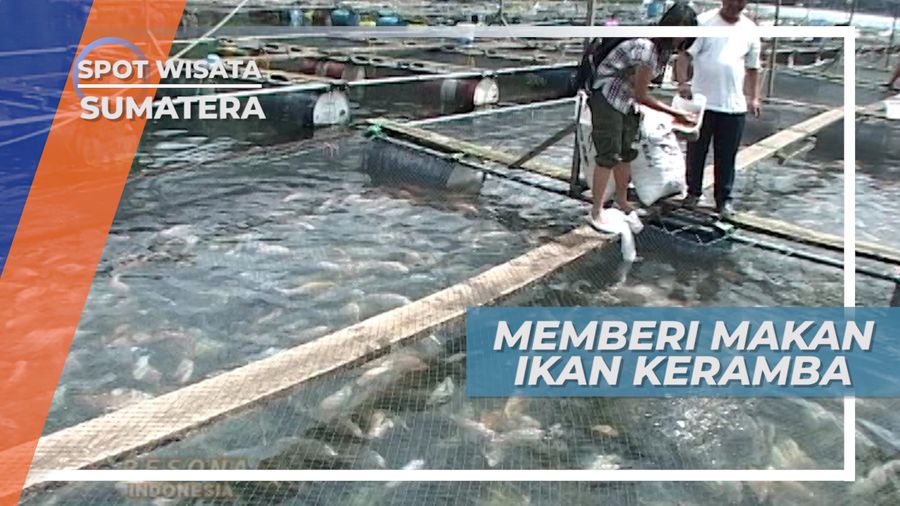 Mengunjungi Desa Sualan, Memberi Makan Ikan di Keramba, Sumatera Utara