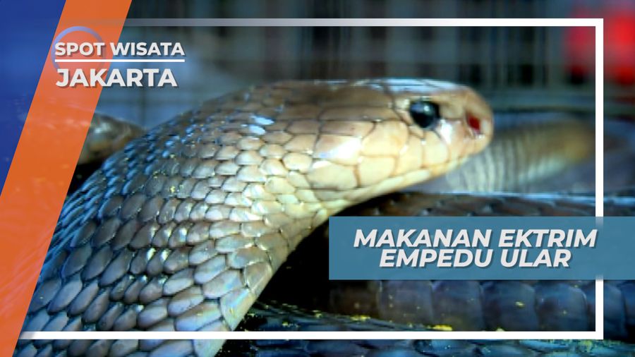 Empedu Ular, Kuliner Ekstrem yang Dipercaya Memiliki Aneka Khasiat, Jakarta