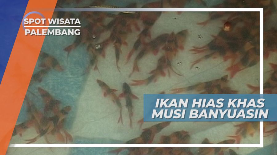 Botia, Ikan Hias Khas Musi Banyuasin Palembang yang Menawan