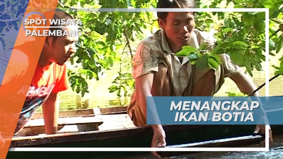 Menangkap Ikan Botia ala Nelayan Sungai Musi Palembang