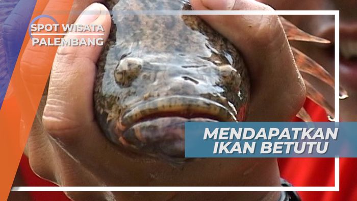 Betutu, Ikan Malas Penghuni Sungai Musi Palembang