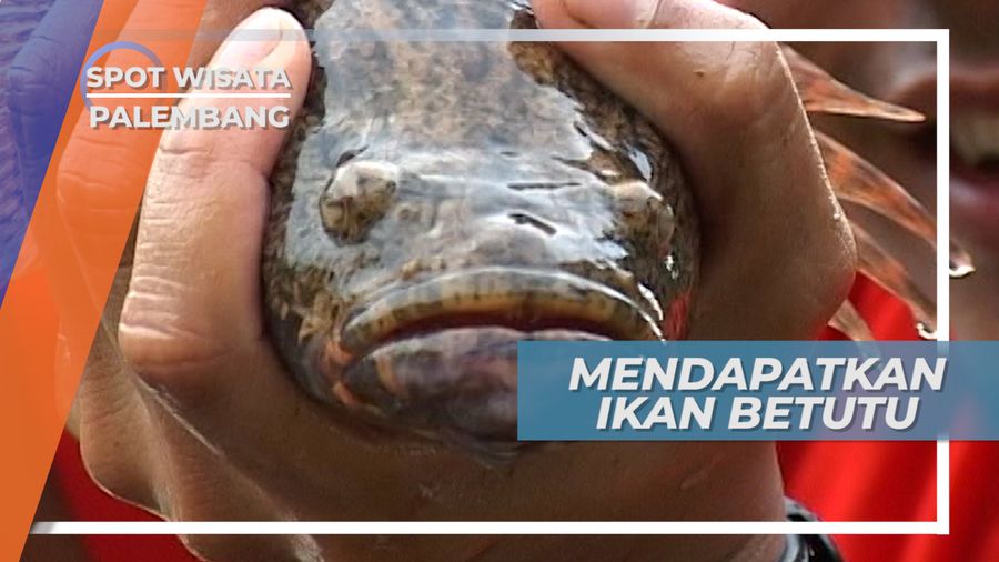 Betutu, Ikan Malas Penghuni Sungai Musi Palembang
