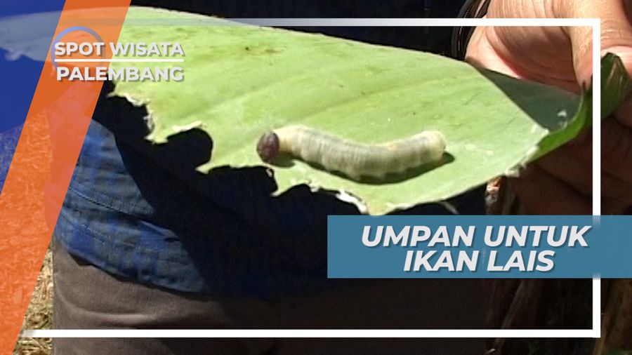 Ulat Pisang, Umpan Favorit Ikan Lais, Palembang