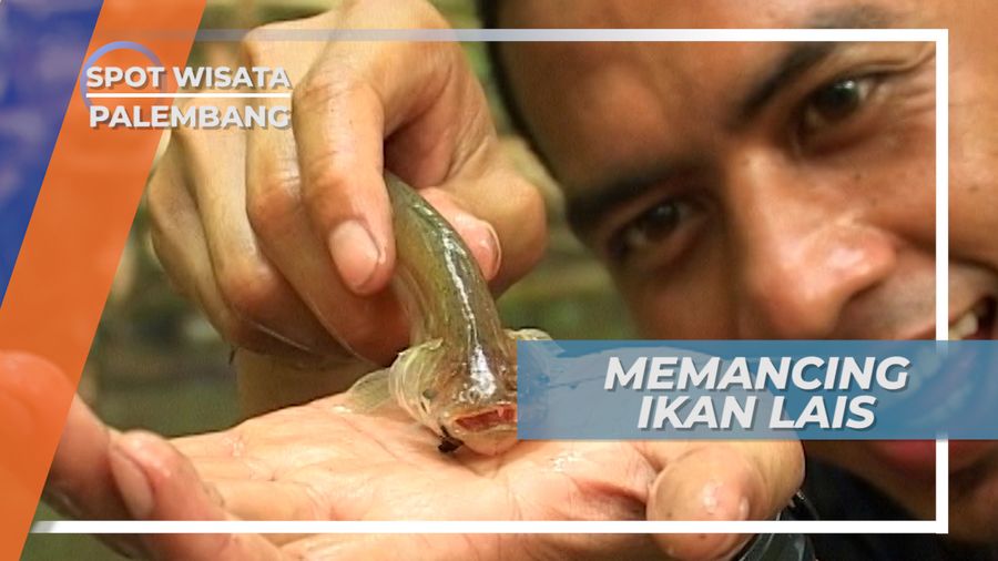 Memancing Ikan Lais, Berbekal Ulat Pisang dan Kesabaran, Palembang