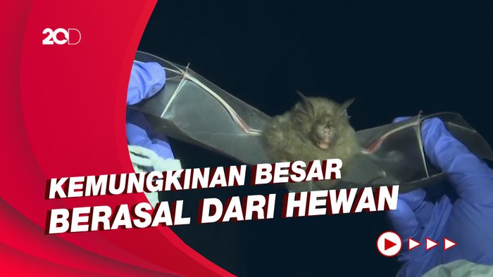 Dokumen Studi WHO-China soal Sumber Corona Segera Dirilis ke Publik