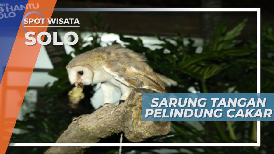 Sarung Tangan, Melindungi Tangan Dari Cakar Burung Hantu Solo