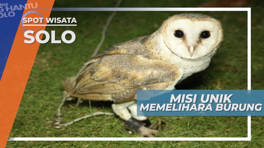 Butuh 6 Bulan Latihan Untuk Menjinakkan Burung Hantu Solo