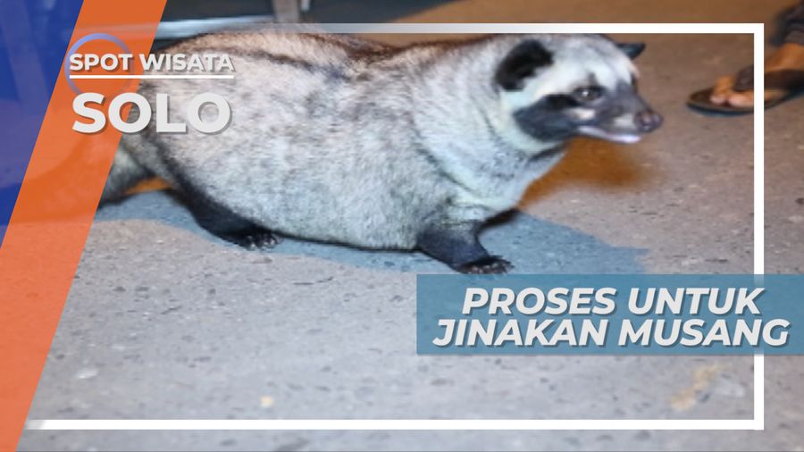 Dipelihara Dari Bayi, Kunci Dalam Menjinakkan Musang, Solo