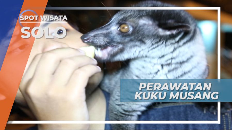 Perawatan Kuku Musang, Harus Rutin Agar Tidak Membahayakan, Solo