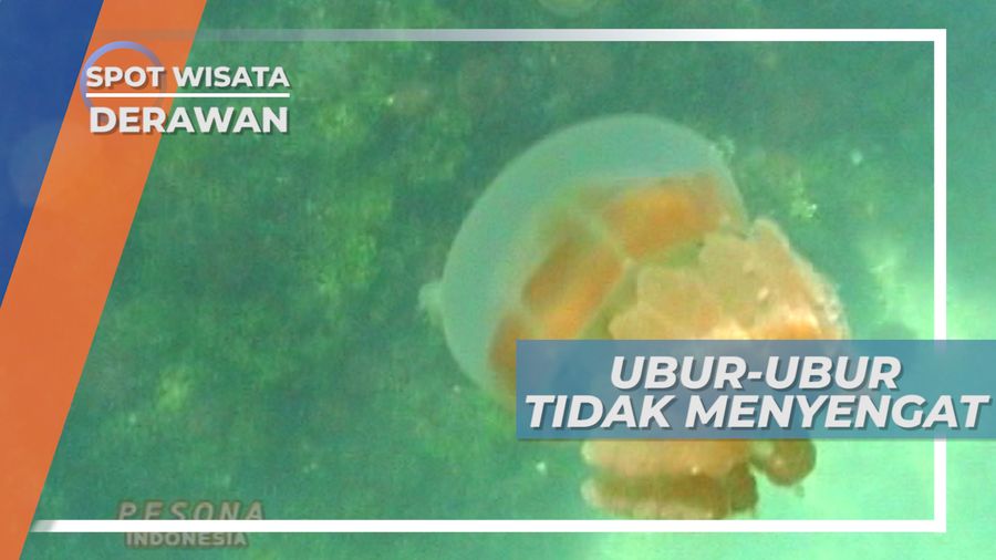Serunya Berenang Bersama Ubur-ubur Tanpa Sengat, Penghuni Danau Kakaban, Derawan