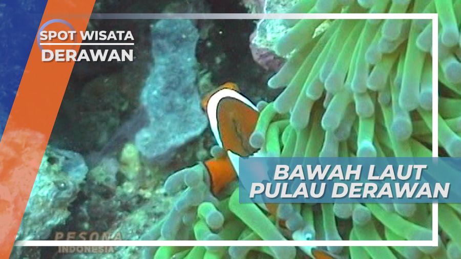 Menyelami Surga Bawah Laut Pulau Derawan yang Menawan