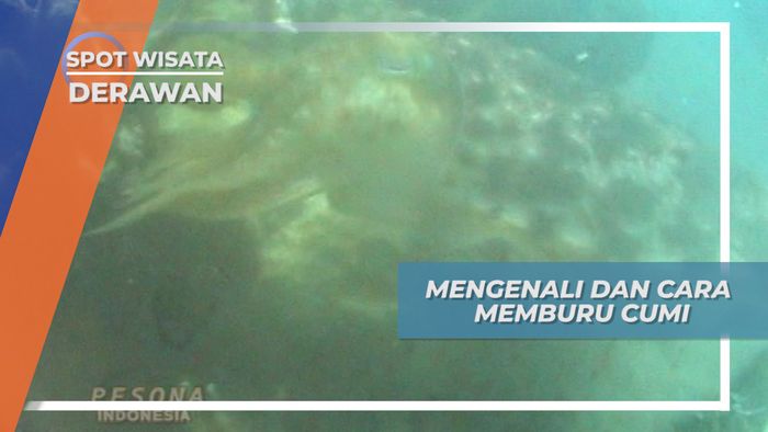 Berburu Cumi-cumi ala Nelayan Kepulauan Derawan Kalimantan Timur