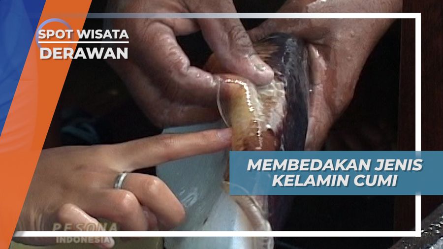 Garis Pada Tubuh, Ciri Pembeda Jenis Kelamin Cumi-cumi Derawan