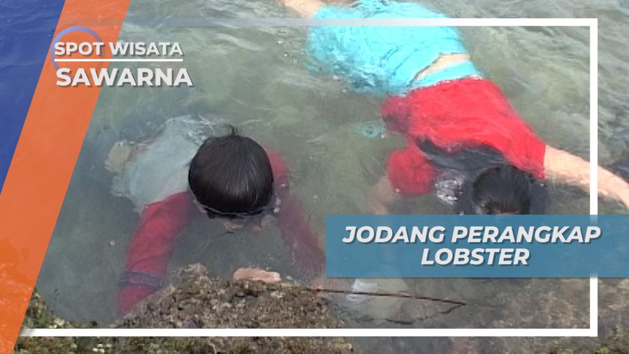 Jodang, Perangkap Lobster dengan Umpan Keong dan Kerang, Sawarna