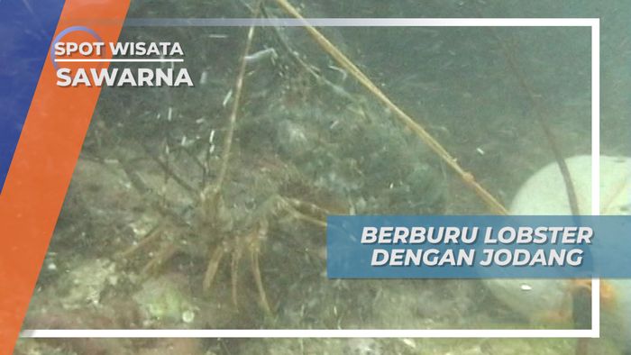 Berburu Lobster Dengan Jodang, Sawarna