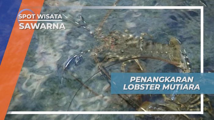 Penangkaran Lobster Mutiara, Sawarna
