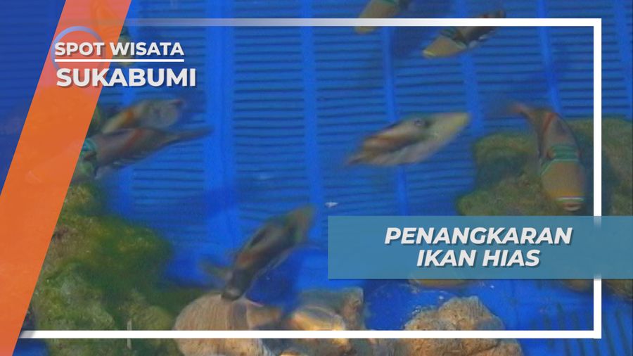 Berbagai Koleksi Ikan Hias Dipenangkaran Ujung Genteng, Sukabumi