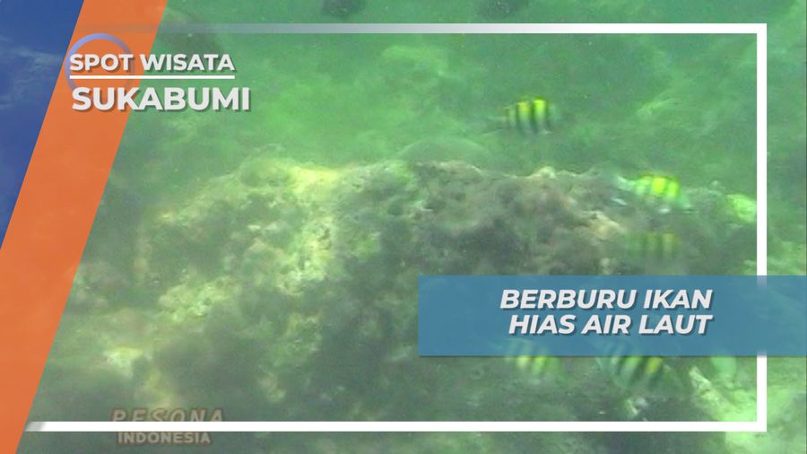 Atur Strategi, Berburu Ikan Hias di Pantai Ujung Genteng, Sukabumi