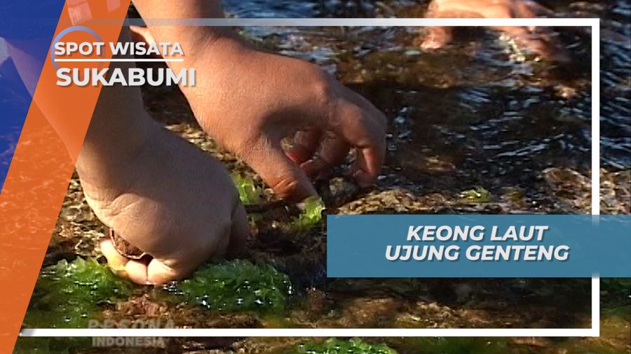 Menyambut Pagi, Mencari Keong Laut, Saat Air Surut, Ujung Genteng, Sukabumi