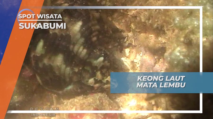 Uniknya Keong Laut Ujung Genteng, Mirip Mata Lembu, Sukabumi