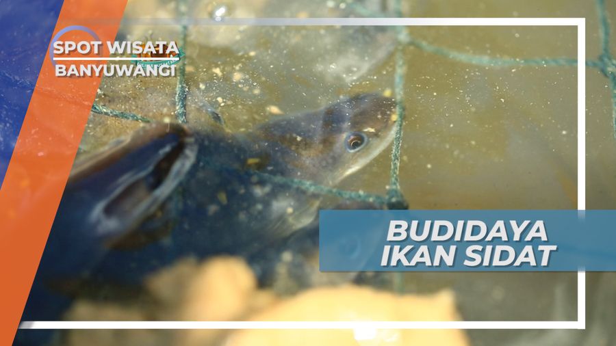 Unagi Banyuwangi, Olahan Ikan Sidat yang Kaya Akan Protein