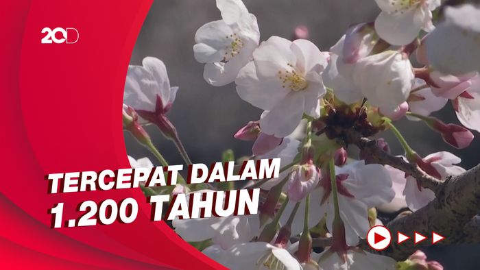 Bunga Sakura di Jepang Mekar Lebih Cepat Jadi Penanda Perubahan Iklim