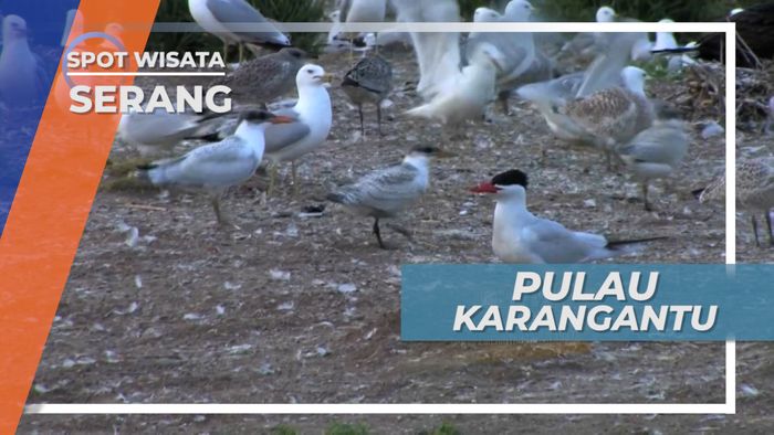 Koloni Burung Migran di Pulau Dua Desa Sawah Luhur Kasemen Serang