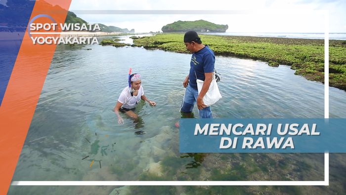 Mudah Mencari Usal Saat Air Surut di Pesisir Pantai Sadranan Yogyakarta