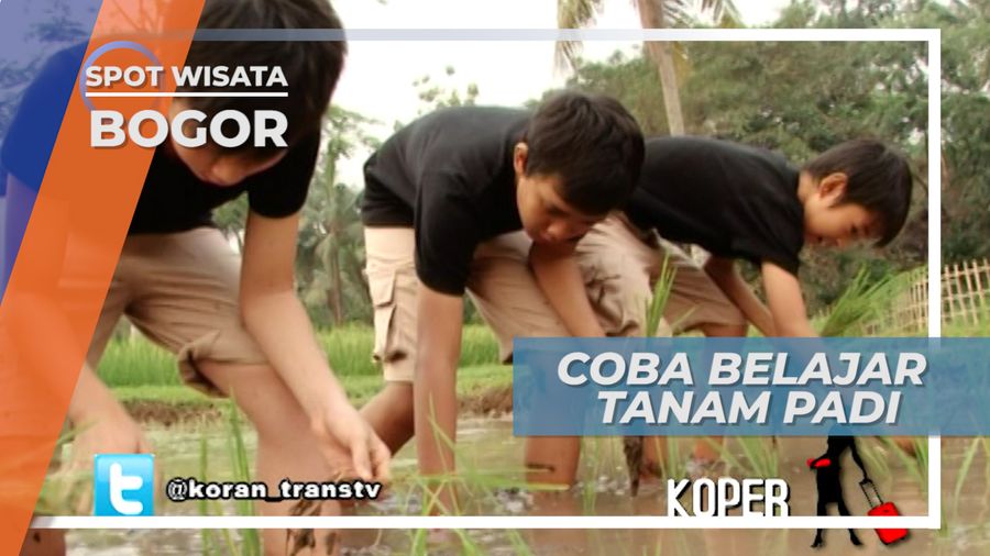 Tandur, Menanam Padi Melangkah Mundur Di Sawah Kampung Cinangneng Bogor