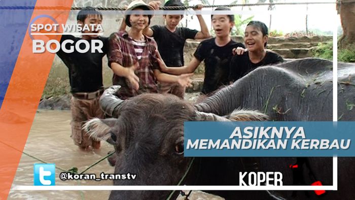 Memandikan Kerbau Di Sungai, Cinangneng Bogor