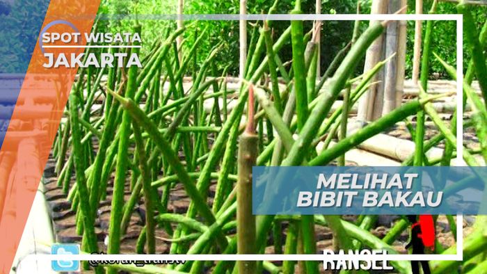 Bibit Bakau Hutan Mangrove Muara Angke Jakarta