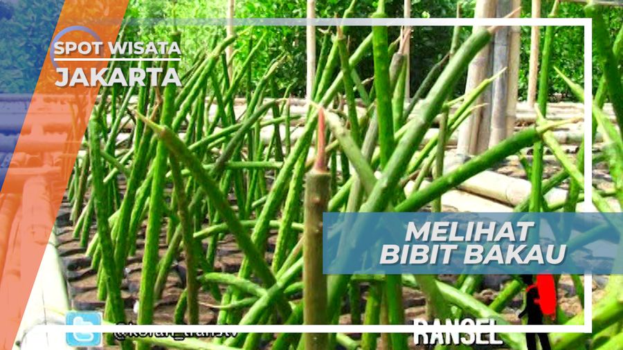 Bibit Bakau Hutan Mangrove Muara Angke Jakarta
