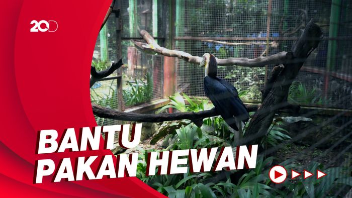 Sejumlah WNA Galang Dana untuk Solo Zoo