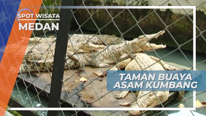 Taman Buaya Asam Kumbang Medan Selayang Terbesar di Asia Tenggara