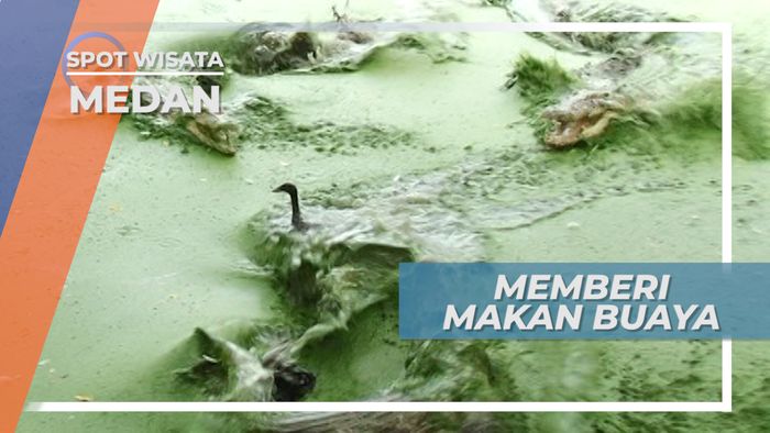 Bebek Hidup Santap Siang Sang Buaya di Taman Asam Kumbang Medan Selayang