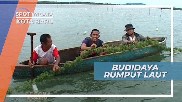Budidaya Rumput Laut, Salah Satu Kegiatan Andalan Warga Pesisir Kotabaru Kalimantan Selatan