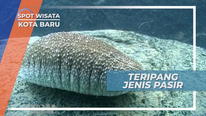 Teripang Pasir, Timun Laut yang Banyak Ditemukan di Perairan Kotabaru Kalimantan Selatan
