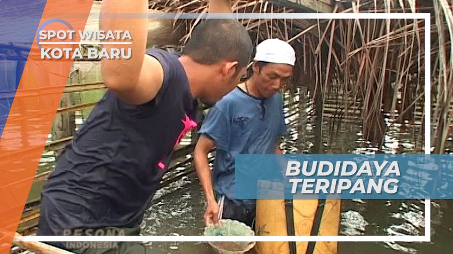 Budidaya Teripang, Salah Satu Mata Pencaharian Nelayan Kotabaru Kalimantan Selatan
