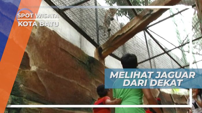 Jaguar, Salah Satu Kucing Besar Milik Batu Secret Zoo, Kota Batu