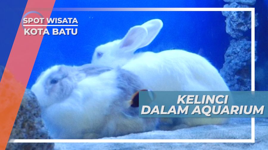 Kelinci Dalam Akuarium yang Menyita Perhatian Pengunjung, Kota Batu