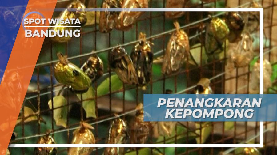 Mengunjungi Penangkaran Kepompong di Taman Kupu-kupu Bandung