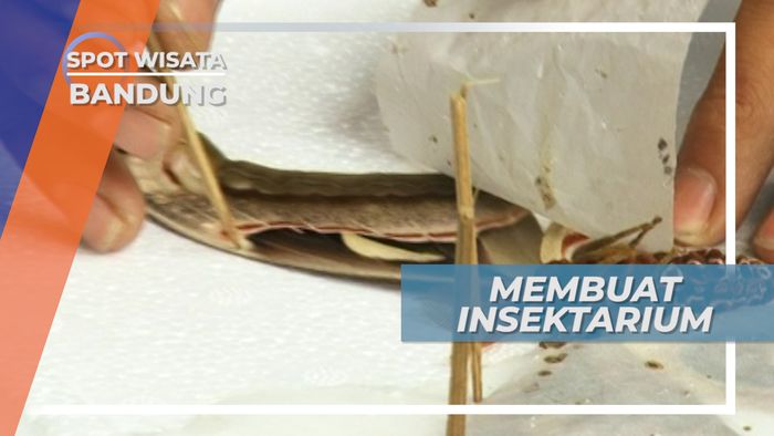 Belajar Membuat Insektarium, untuk Mengabadikan Keindahan Kupu-kupu, Bandung