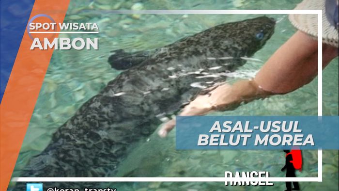 Morea, Belut Raksasa Penghuni Sungai Desa Waai, Ambon