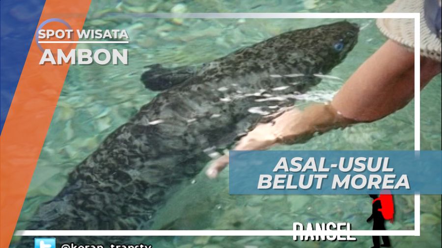 Morea, Belut Raksasa Penghuni Sungai Desa Waai, Ambon