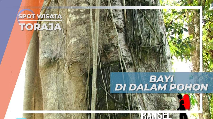 Pohon Besar Pemakaman Bayi di Bori Kalimbuang Toraja Sulawesi Selatan