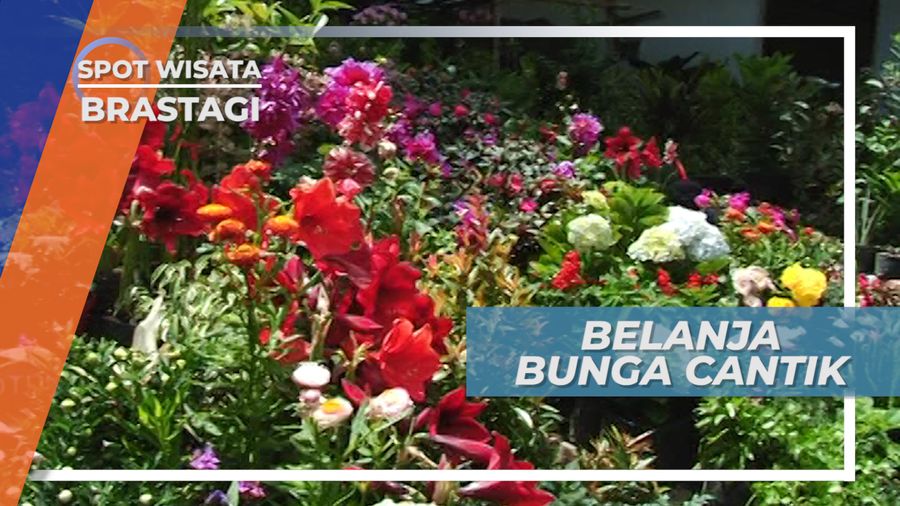 Pedagang Bunga Indah dan Cantik Bukit Gundaling Brastagi Sumatera Utara
