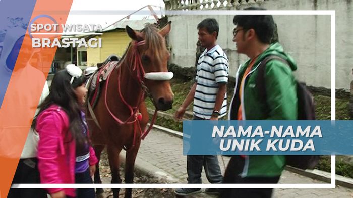 Si Kuda Brastagi Bernama Unik Ada di Sumatera Utara
