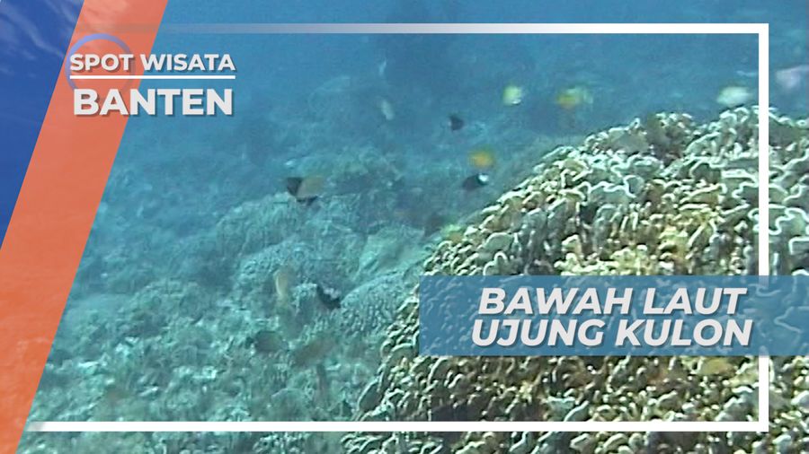 Indahnya Bawah Laut Pulau Peucang Ujung Kulon Banten