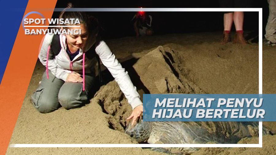 90 Sampai 130 Butir Sekali Bertelur, Beginilah Proses Penyu Hijau Bertelur, Banyuwangi